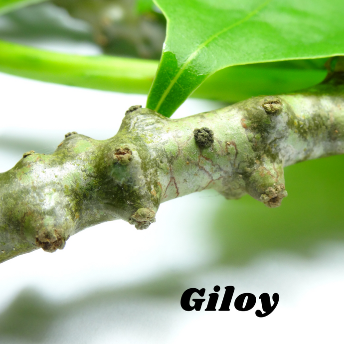 Let us talk about Giloy (Guduchi)
